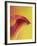 Pink and Yellow Calla Lily-Clive Nichols-Framed Photographic Print