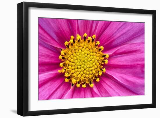 Pink And Yellow Cosmos Flower-Cora Niele-Framed Giclee Print