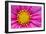 Pink And Yellow Cosmos Flower-Cora Niele-Framed Giclee Print