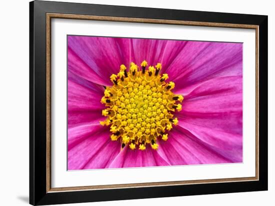 Pink And Yellow Cosmos Flower-Cora Niele-Framed Giclee Print