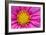 Pink And Yellow Cosmos Flower-Cora Niele-Framed Giclee Print