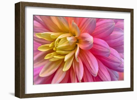 Pink And Yellow Dahlia Flower-Cora Niele-Framed Giclee Print