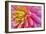 Pink And Yellow Dahlia Flower-Cora Niele-Framed Giclee Print