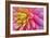 Pink And Yellow Dahlia Flower-Cora Niele-Framed Giclee Print