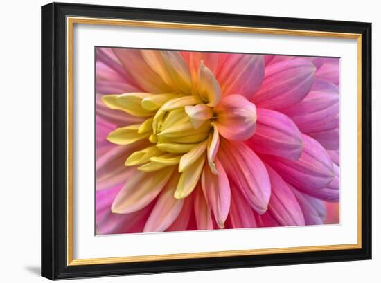 Pink And Yellow Dahlia Flower-Cora Niele-Framed Giclee Print