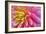 Pink And Yellow Dahlia Flower-Cora Niele-Framed Giclee Print