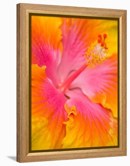 Pink and Yellow Hibiscus, San Francisco, California, USA-Julie Eggers-Framed Premier Image Canvas