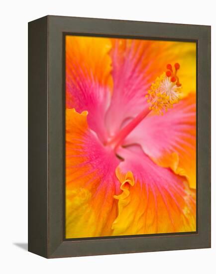 Pink and Yellow Hibiscus, San Francisco, California, USA-Julie Eggers-Framed Premier Image Canvas