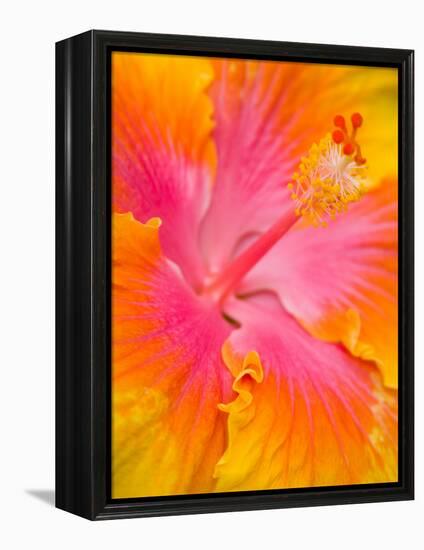 Pink and Yellow Hibiscus, San Francisco, California, USA-Julie Eggers-Framed Premier Image Canvas