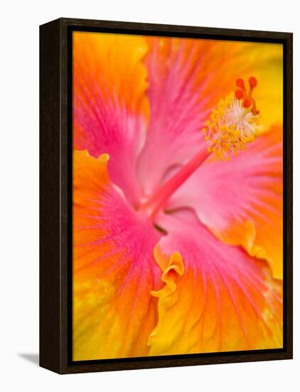 Pink and Yellow Hibiscus, San Francisco, California, USA-Julie Eggers-Framed Premier Image Canvas