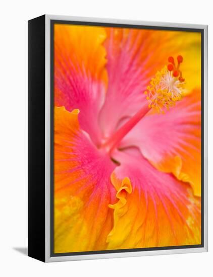 Pink and Yellow Hibiscus, San Francisco, California, USA-Julie Eggers-Framed Premier Image Canvas