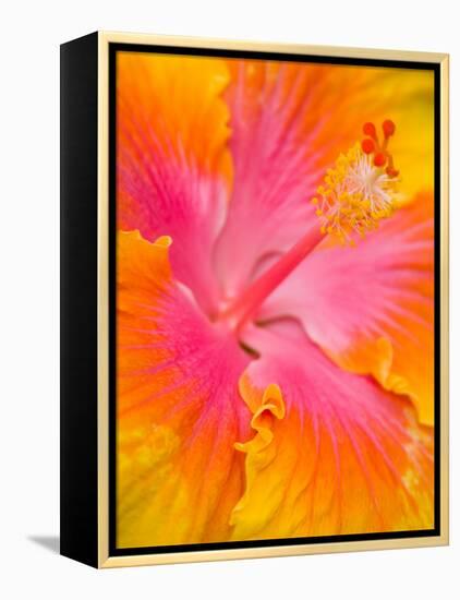 Pink and Yellow Hibiscus, San Francisco, California, USA-Julie Eggers-Framed Premier Image Canvas