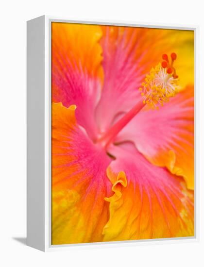 Pink and Yellow Hibiscus, San Francisco, California, USA-Julie Eggers-Framed Premier Image Canvas