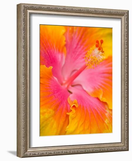 Pink and Yellow Hibiscus, San Francisco, California, USA-Julie Eggers-Framed Photographic Print