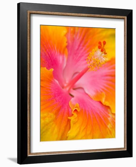 Pink and Yellow Hibiscus, San Francisco, California, USA-Julie Eggers-Framed Photographic Print