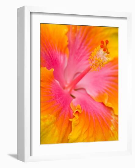 Pink and Yellow Hibiscus, San Francisco, California, USA-Julie Eggers-Framed Photographic Print