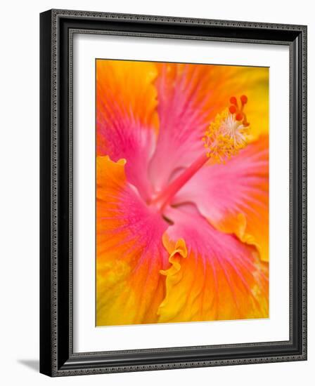 Pink and Yellow Hibiscus, San Francisco, California, USA-Julie Eggers-Framed Photographic Print