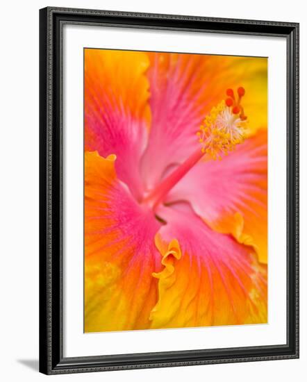 Pink and Yellow Hibiscus, San Francisco, California, USA-Julie Eggers-Framed Photographic Print