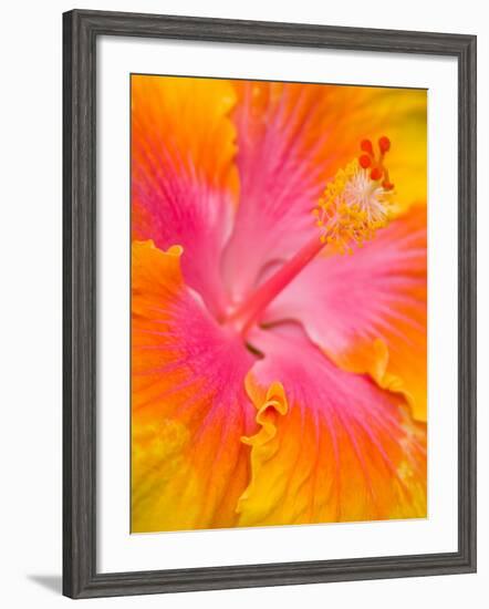 Pink and Yellow Hibiscus, San Francisco, California, USA-Julie Eggers-Framed Photographic Print