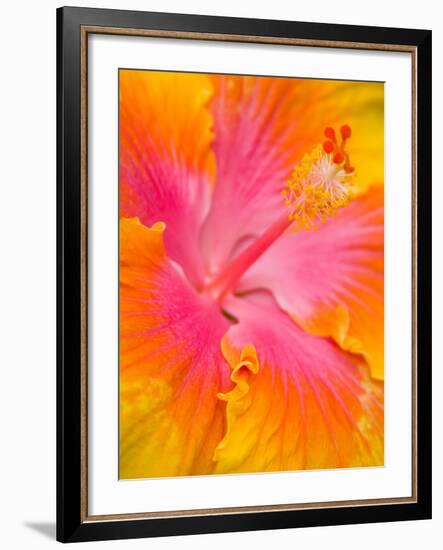 Pink and Yellow Hibiscus, San Francisco, California, USA-Julie Eggers-Framed Photographic Print