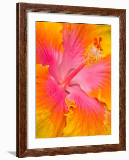 Pink and Yellow Hibiscus, San Francisco, California, USA-Julie Eggers-Framed Photographic Print