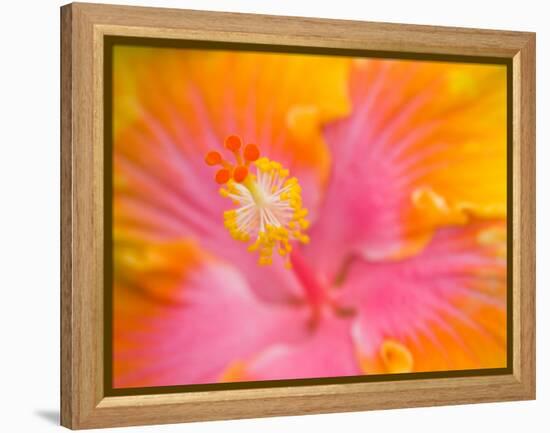 Pink and Yellow Hibiscus, San Francisco, California, USA-Julie Eggers-Framed Premier Image Canvas