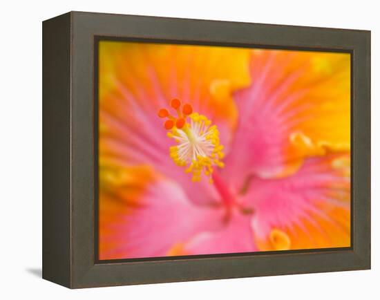 Pink and Yellow Hibiscus, San Francisco, California, USA-Julie Eggers-Framed Premier Image Canvas