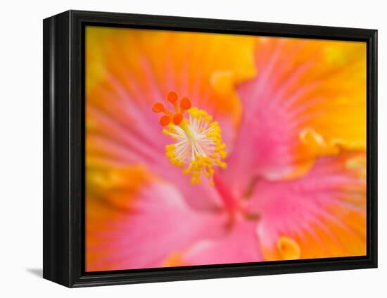 Pink and Yellow Hibiscus, San Francisco, California, USA-Julie Eggers-Framed Premier Image Canvas