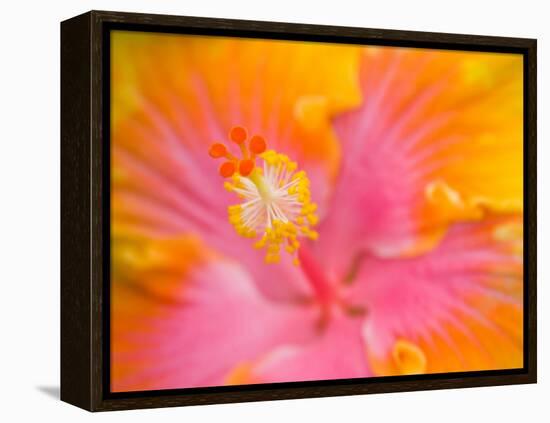 Pink and Yellow Hibiscus, San Francisco, California, USA-Julie Eggers-Framed Premier Image Canvas