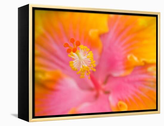 Pink and Yellow Hibiscus, San Francisco, California, USA-Julie Eggers-Framed Premier Image Canvas