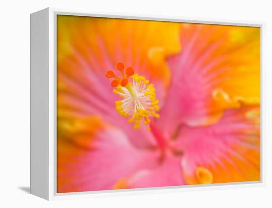 Pink and Yellow Hibiscus, San Francisco, California, USA-Julie Eggers-Framed Premier Image Canvas