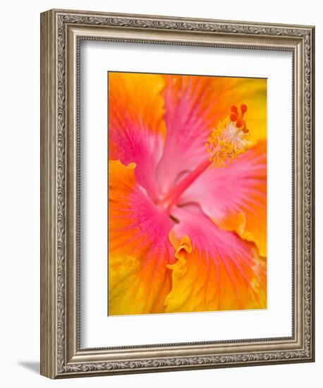 Pink and Yellow Hibiscus, San Francisco, California, USA-Julie Eggers-Framed Photographic Print