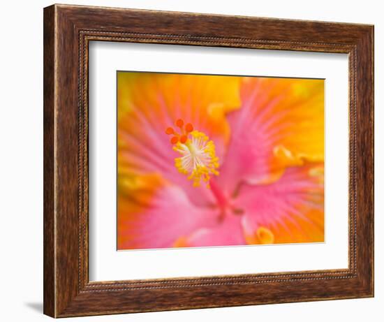 Pink and Yellow Hibiscus, San Francisco, California, USA-Julie Eggers-Framed Photographic Print