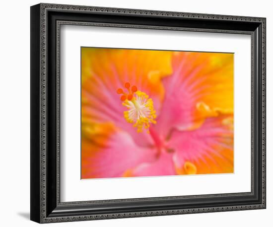 Pink and Yellow Hibiscus, San Francisco, California, USA-Julie Eggers-Framed Photographic Print