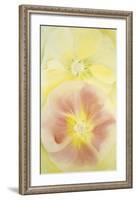 Pink and Yellow Hollyhocks, 1952-Georgia O'Keeffe-Framed Art Print