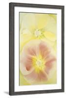 Pink and Yellow Hollyhocks, 1952-Georgia O'Keeffe-Framed Art Print