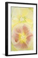 Pink and Yellow Hollyhocks, 1952-Georgia O'Keeffe-Framed Art Print