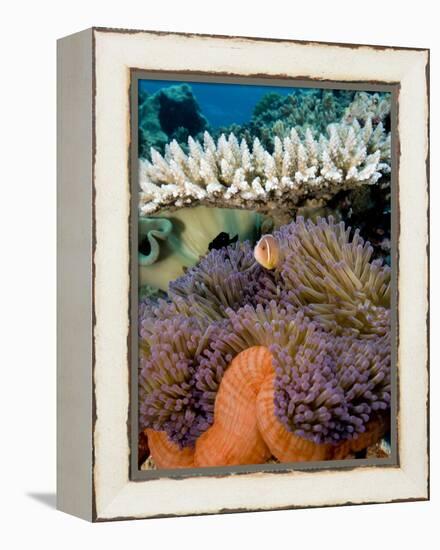 Pink Anemeonefish Peering from Tenticles of Magnificent Sea Anemone-Stephen Frink-Framed Premier Image Canvas