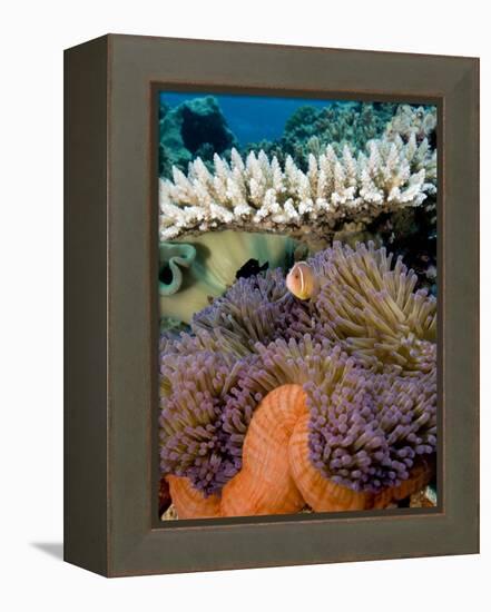 Pink Anemeonefish Peering from Tenticles of Magnificent Sea Anemone-Stephen Frink-Framed Premier Image Canvas