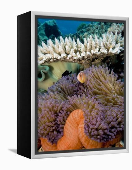 Pink Anemeonefish Peering from Tenticles of Magnificent Sea Anemone-Stephen Frink-Framed Premier Image Canvas