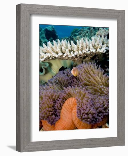 Pink Anemeonefish Peering from Tenticles of Magnificent Sea Anemone-Stephen Frink-Framed Photographic Print