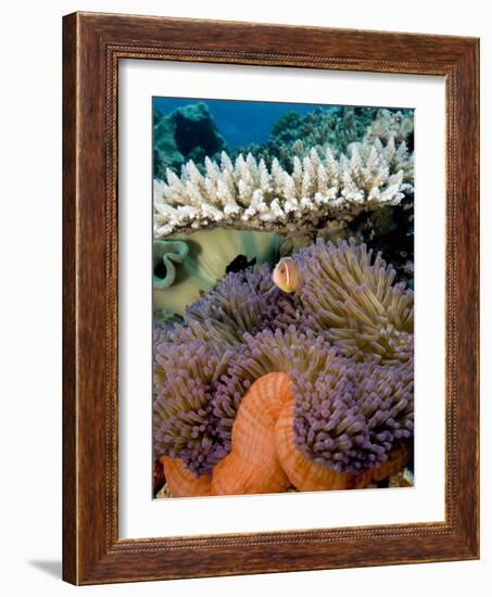 Pink Anemeonefish Peering from Tenticles of Magnificent Sea Anemone-Stephen Frink-Framed Photographic Print