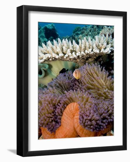 Pink Anemeonefish Peering from Tenticles of Magnificent Sea Anemone-Stephen Frink-Framed Photographic Print