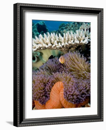 Pink Anemeonefish Peering from Tenticles of Magnificent Sea Anemone-Stephen Frink-Framed Photographic Print