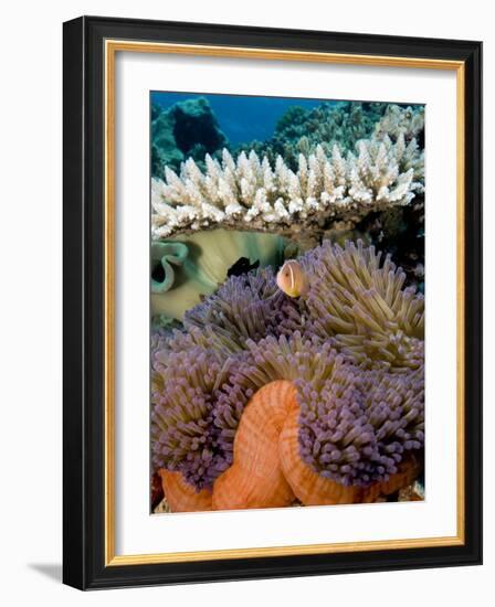 Pink Anemeonefish Peering from Tenticles of Magnificent Sea Anemone-Stephen Frink-Framed Photographic Print