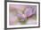 Pink Anemone-Cora Niele-Framed Photographic Print