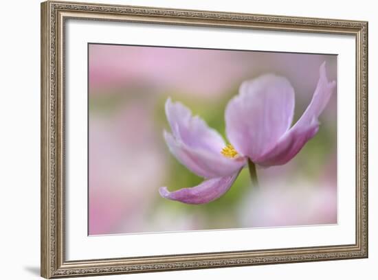 Pink Anemone-Cora Niele-Framed Photographic Print