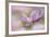 Pink Anemone-Cora Niele-Framed Photographic Print