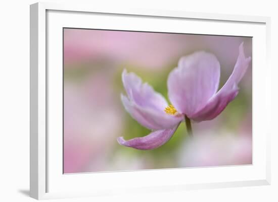 Pink Anemone-Cora Niele-Framed Photographic Print