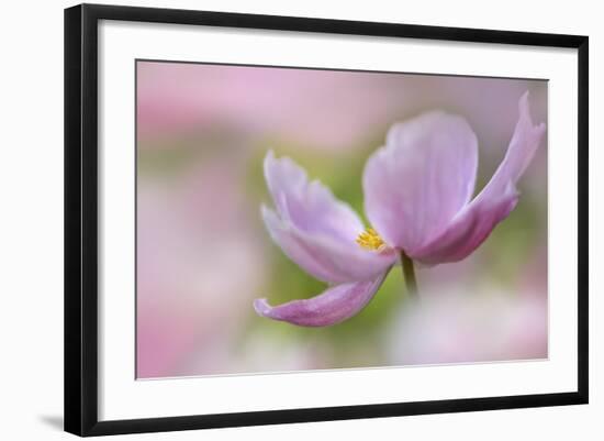 Pink Anemone-Cora Niele-Framed Photographic Print